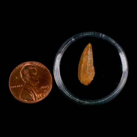 0.7" Abelisaur Serrated Tooth Fossil Cretaceous Age Dinosaur Morocco COA, Display - Fossil Age Minerals