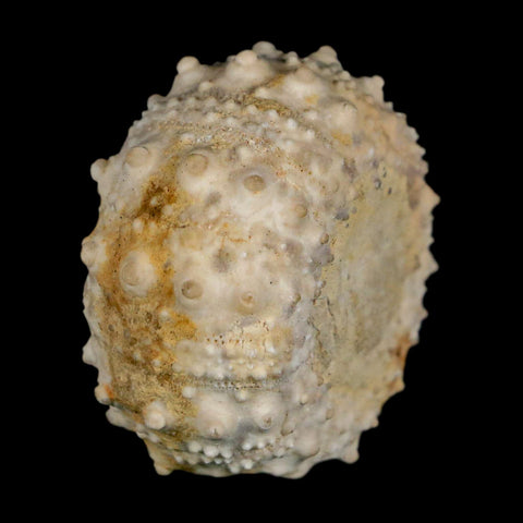 34MM Detailed Fossil Goniopygus Sp Sea Urchin Echinoid Cretaceous Morocco - Fossil Age Minerals