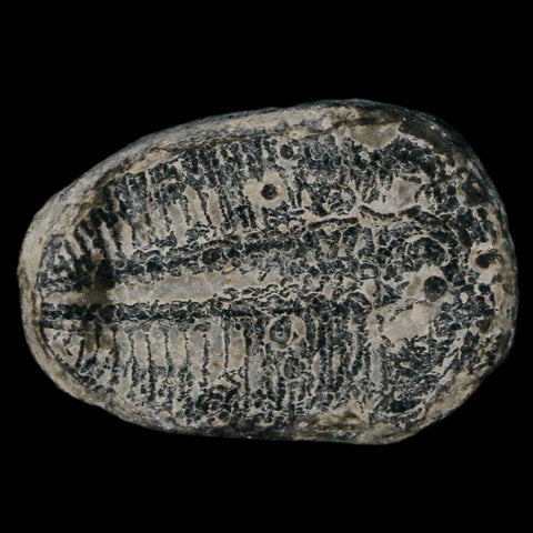 1.2" Elrathia Kingi Trilobite Fossil Utah Cambrian Age 521 Million Years Old COA - Fossil Age Minerals