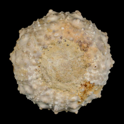 34MM Detailed Fossil Goniopygus Sp Sea Urchin Echinoid Cretaceous Morocco - Fossil Age Minerals