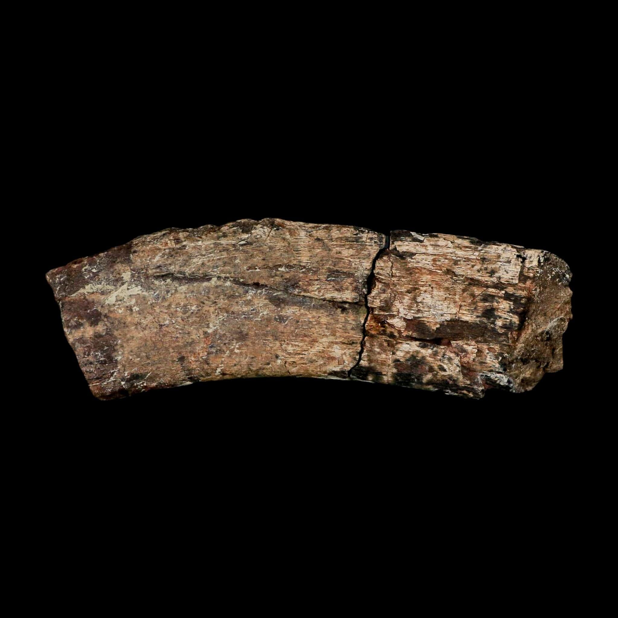 4.6" Maiasaura Hadrosaur Dinosaur Rib Bone Fossil Two Medicine FM Montana COA - Fossil Age Minerals