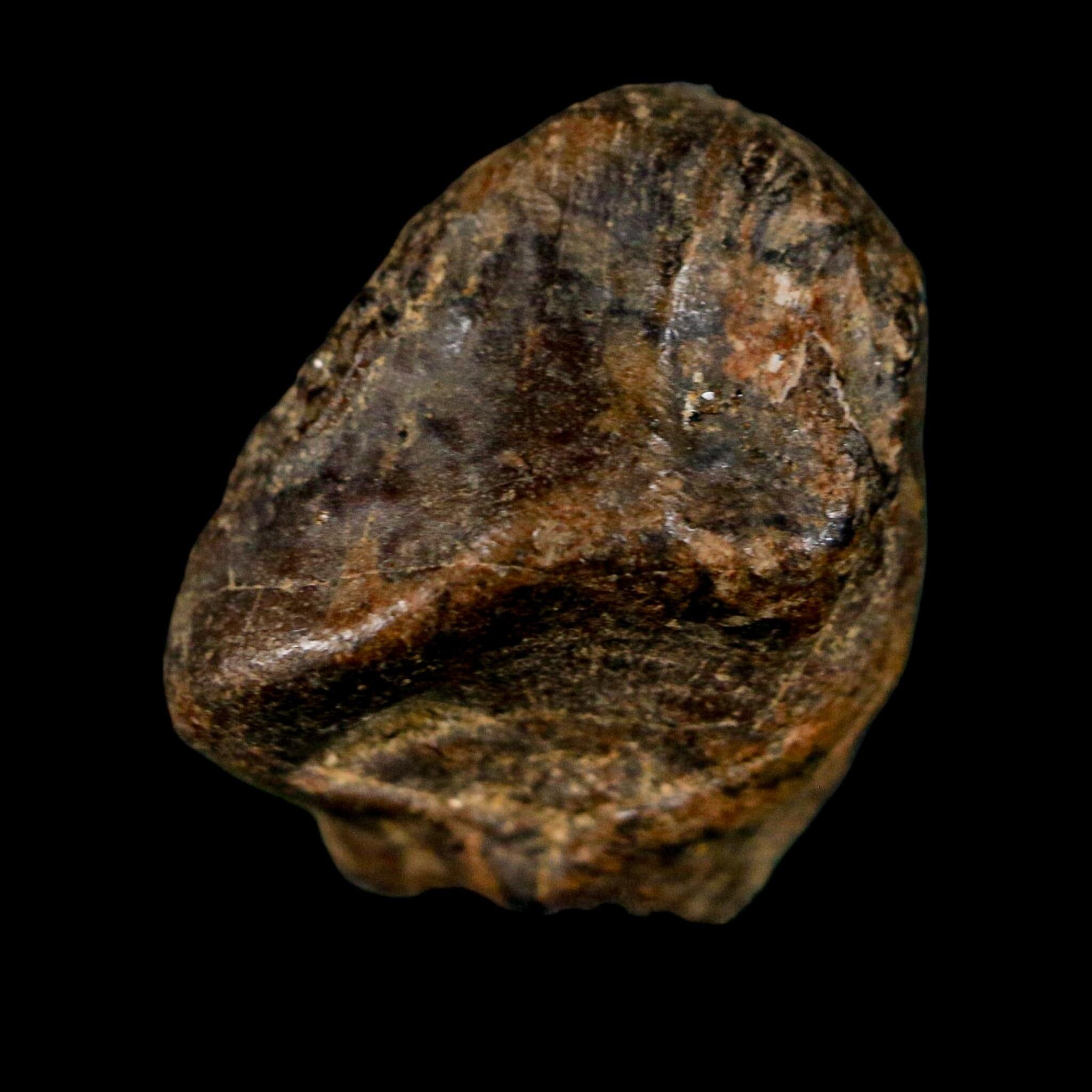 XL 0.8" Triceratops Fossil Tooth Crown Lance Creek FM Cretaceous Dinosaur WY COA - Fossil Age Minerals