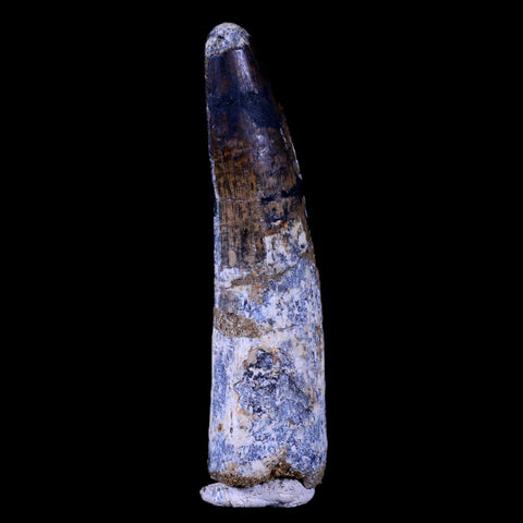 XL 3.6" Spinosaurus Fossil Tooth 100 Mil Yrs Old Cretaceous Dinosaur COA & Stand - Fossil Age Minerals