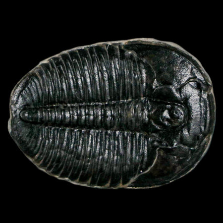 1.2" Elrathia Kingi Trilobite Fossil Utah Cambrian Age 521 Million Years Old COA