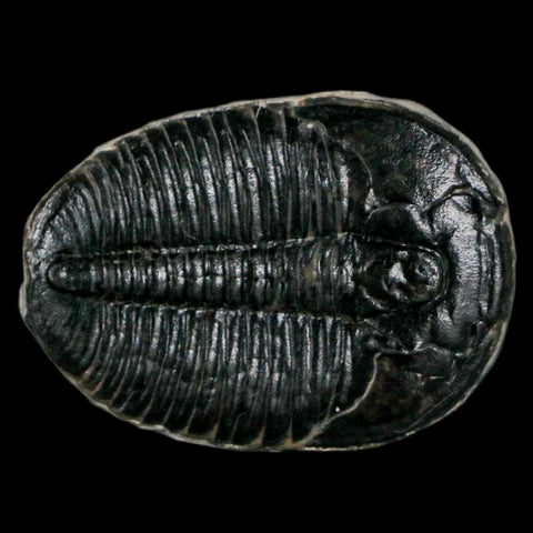 1.2" Elrathia Kingi Trilobite Fossil Utah Cambrian Age 521 Million Years Old COA - Fossil Age Minerals