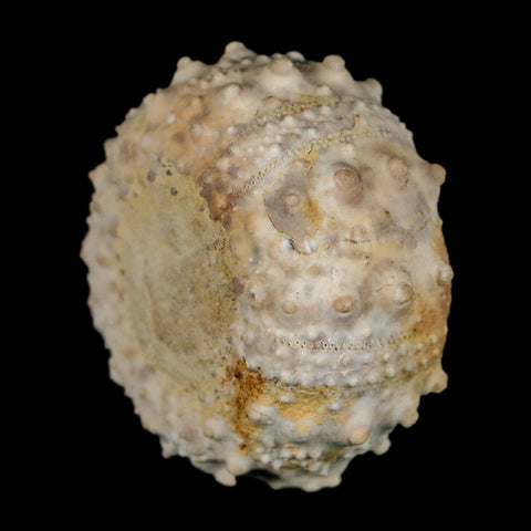 34MM Detailed Fossil Goniopygus Sp Sea Urchin Echinoid Cretaceous Morocco - Fossil Age Minerals