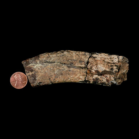 4.6" Maiasaura Hadrosaur Dinosaur Rib Bone Fossil Two Medicine FM Montana COA - Fossil Age Minerals