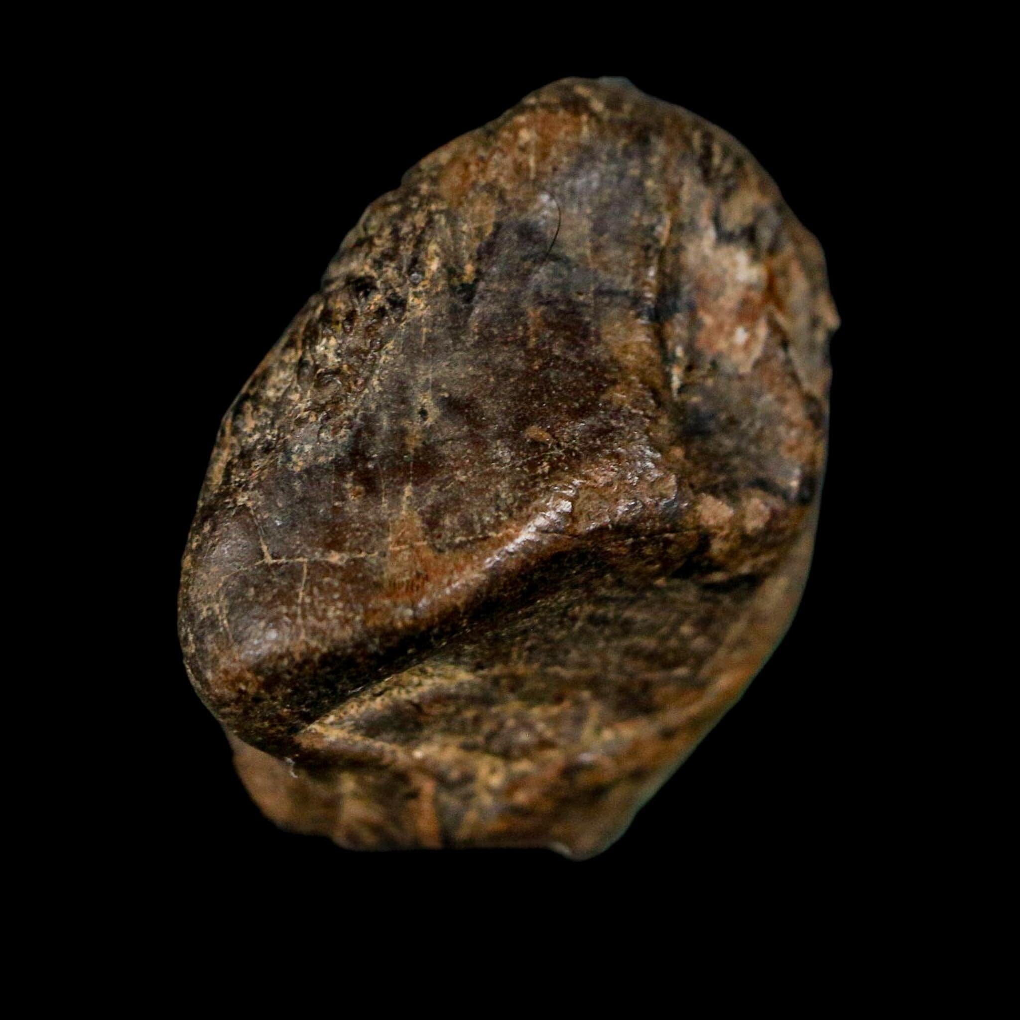 XL 0.8" Triceratops Fossil Tooth Crown Lance Creek FM Cretaceous Dinosaur WY COA - Fossil Age Minerals