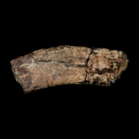 4.6" Maiasaura Hadrosaur Dinosaur Rib Bone Fossil Two Medicine FM Montana COA - Fossil Age Minerals