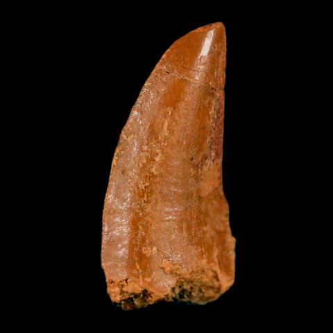 0.7" Abelisaur Serrated Tooth Fossil Cretaceous Age Dinosaur Morocco COA, Display - Fossil Age Minerals
