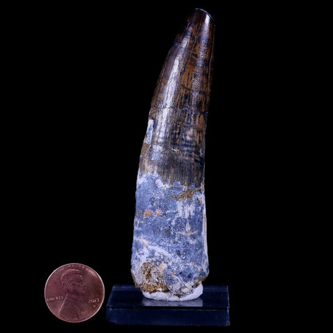 XL 3.6" Spinosaurus Fossil Tooth 100 Mil Yrs Old Cretaceous Dinosaur COA & Stand - Fossil Age Minerals