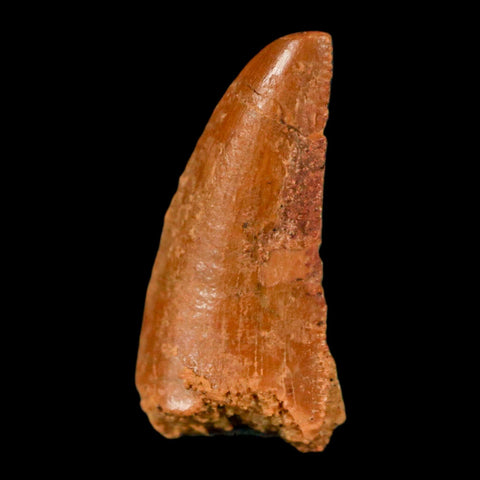0.7" Abelisaur Serrated Tooth Fossil Cretaceous Age Dinosaur Morocco COA, Display - Fossil Age Minerals