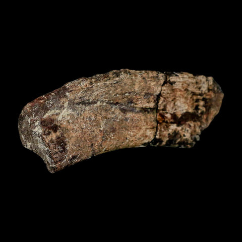 4.6" Maiasaura Hadrosaur Dinosaur Rib Bone Fossil Two Medicine FM Montana COA - Fossil Age Minerals
