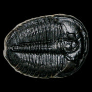 1.2" Elrathia Kingi Trilobite Fossil Utah Cambrian Age 521 Million Years Old COA
