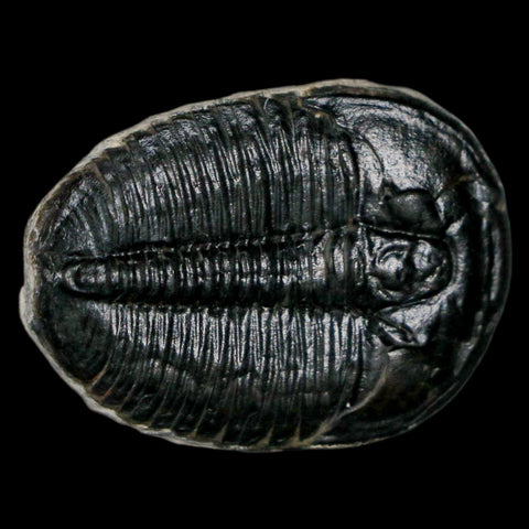 1.2" Elrathia Kingi Trilobite Fossil Utah Cambrian Age 521 Million Years Old COA - Fossil Age Minerals
