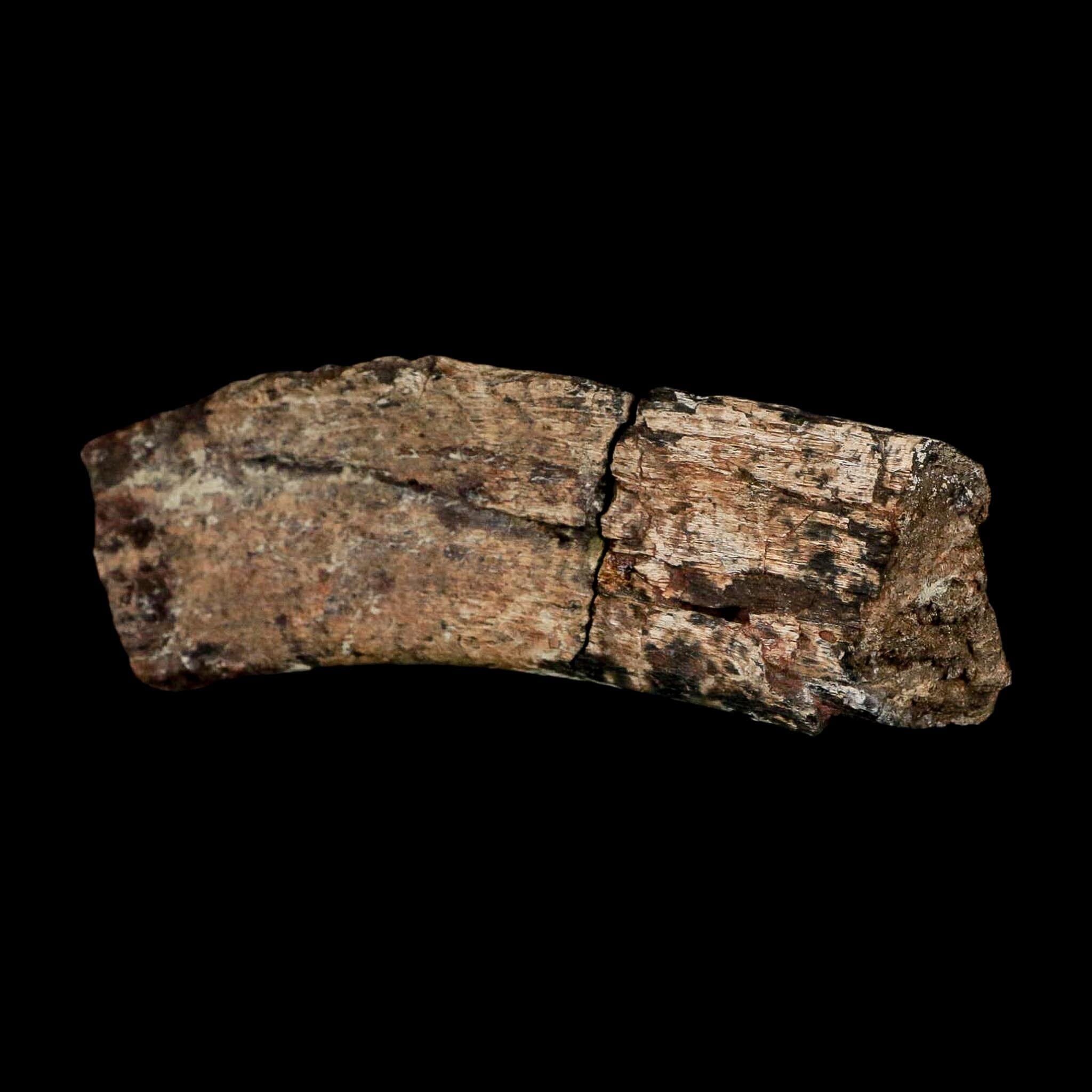 4.6" Maiasaura Hadrosaur Dinosaur Rib Bone Fossil Two Medicine FM Montana COA - Fossil Age Minerals
