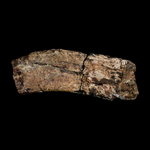 4.6" Maiasaura Hadrosaur Dinosaur Rib Bone Fossil Two Medicine FM Montana COA - Fossil Age Minerals