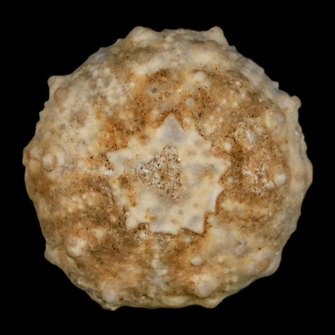 37MM Detailed Fossil Goniopygus Sp Sea Urchin Echinoid Cretaceous Morocco - Fossil Age Minerals