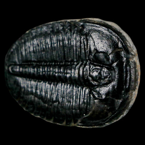 1.2" Elrathia Kingi Trilobite Fossil Utah Cambrian Age 521 Million Years Old COA - Fossil Age Minerals