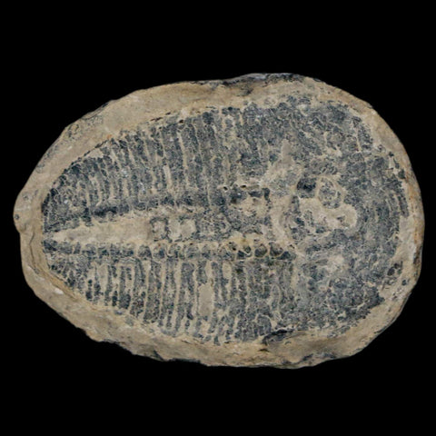 1.2" Elrathia Kingi Trilobite Fossil Utah Cambrian Age 521 Million Years Old COA - Fossil Age Minerals