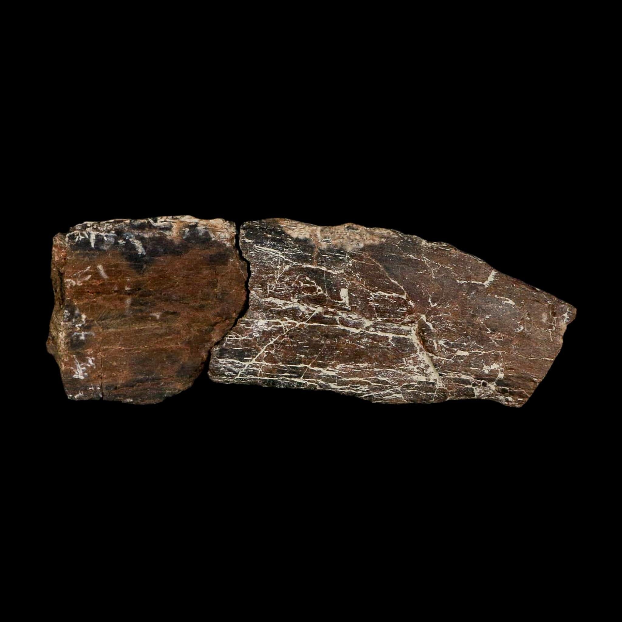 4.6" Maiasaura Hadrosaur Dinosaur Rib Bone Fossil Two Medicine FM Montana COA - Fossil Age Minerals