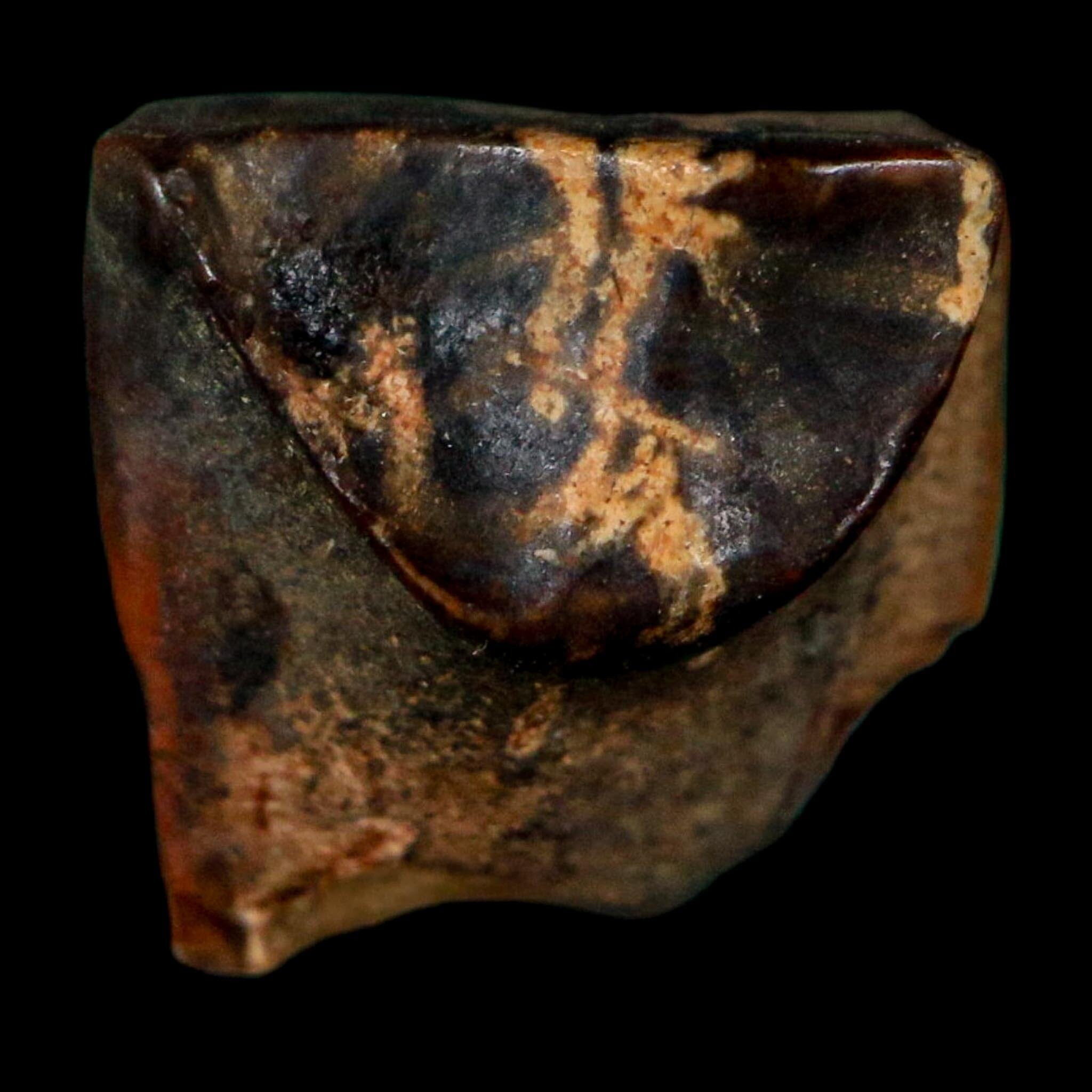 0.4" Triceratops Fossil Tooth Lance Creek FM Cretaceous Dinosaur WY COA Display - Fossil Age Minerals