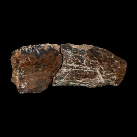 4.6" Maiasaura Hadrosaur Dinosaur Rib Bone Fossil Two Medicine FM Montana COA - Fossil Age Minerals