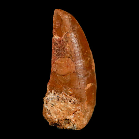 0.7" Abelisaur Serrated Tooth Fossil Cretaceous Age Dinosaur Morocco COA, Display - Fossil Age Minerals