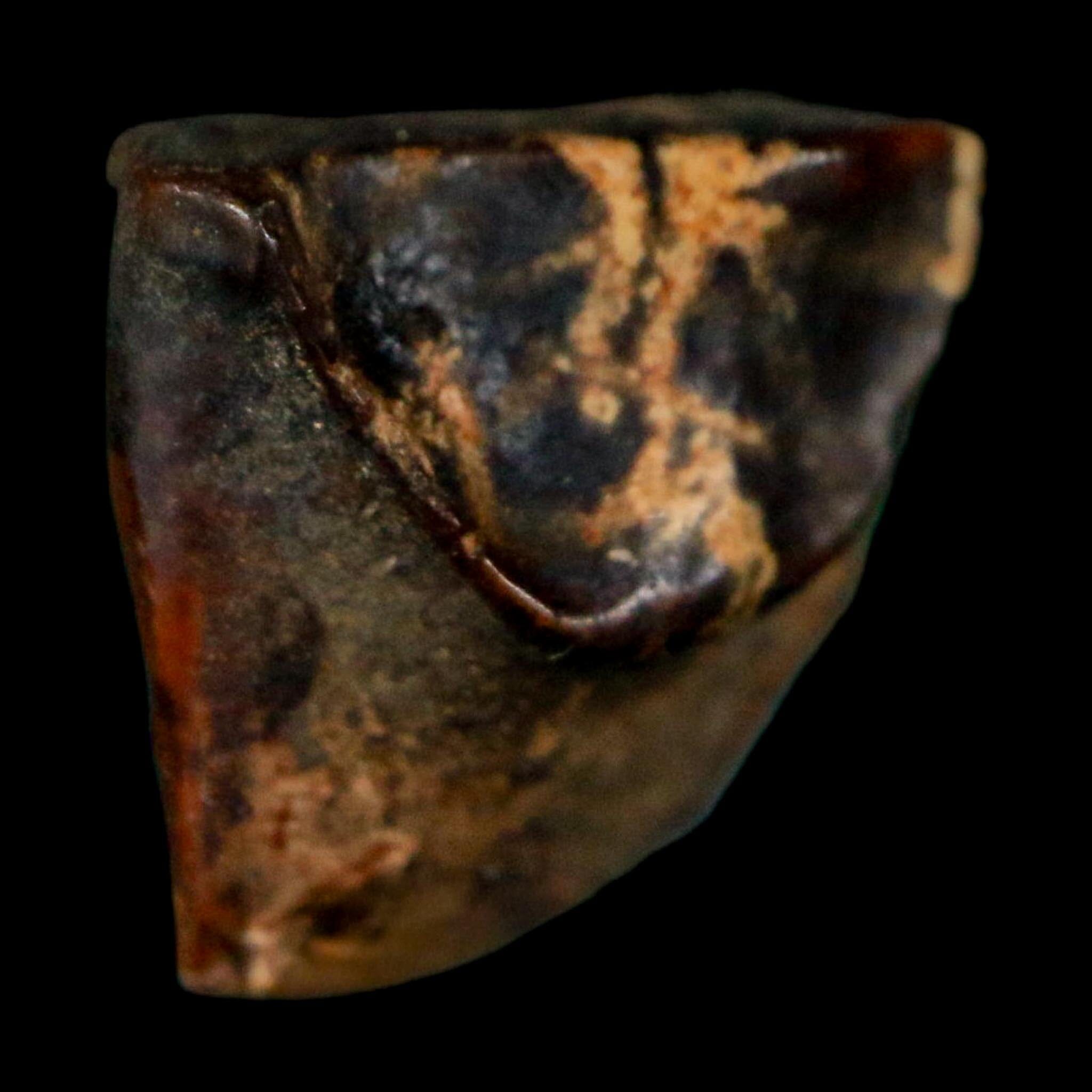 0.4" Triceratops Fossil Tooth Lance Creek FM Cretaceous Dinosaur WY COA Display - Fossil Age Minerals