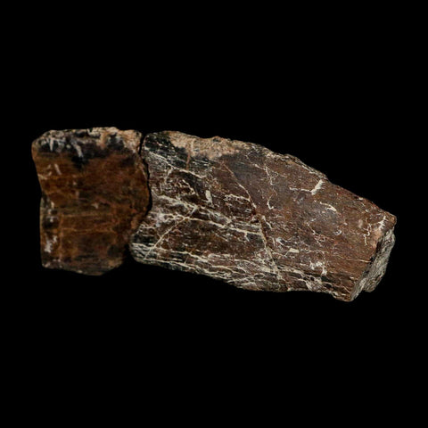 4.6" Maiasaura Hadrosaur Dinosaur Rib Bone Fossil Two Medicine FM Montana COA - Fossil Age Minerals