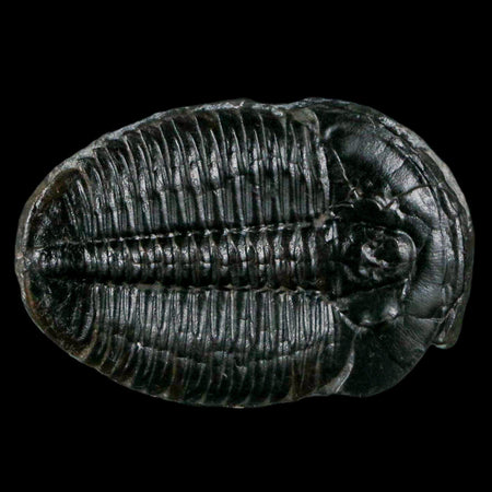 1.4" Elrathia Kingi Trilobite Fossil Utah Cambrian Age 521 Million Years Old COA
