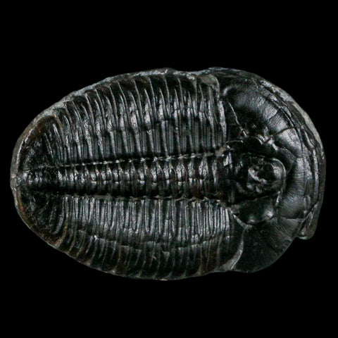 1.4" Elrathia Kingi Trilobite Fossil Utah Cambrian Age 521 Million Years Old COA - Fossil Age Minerals