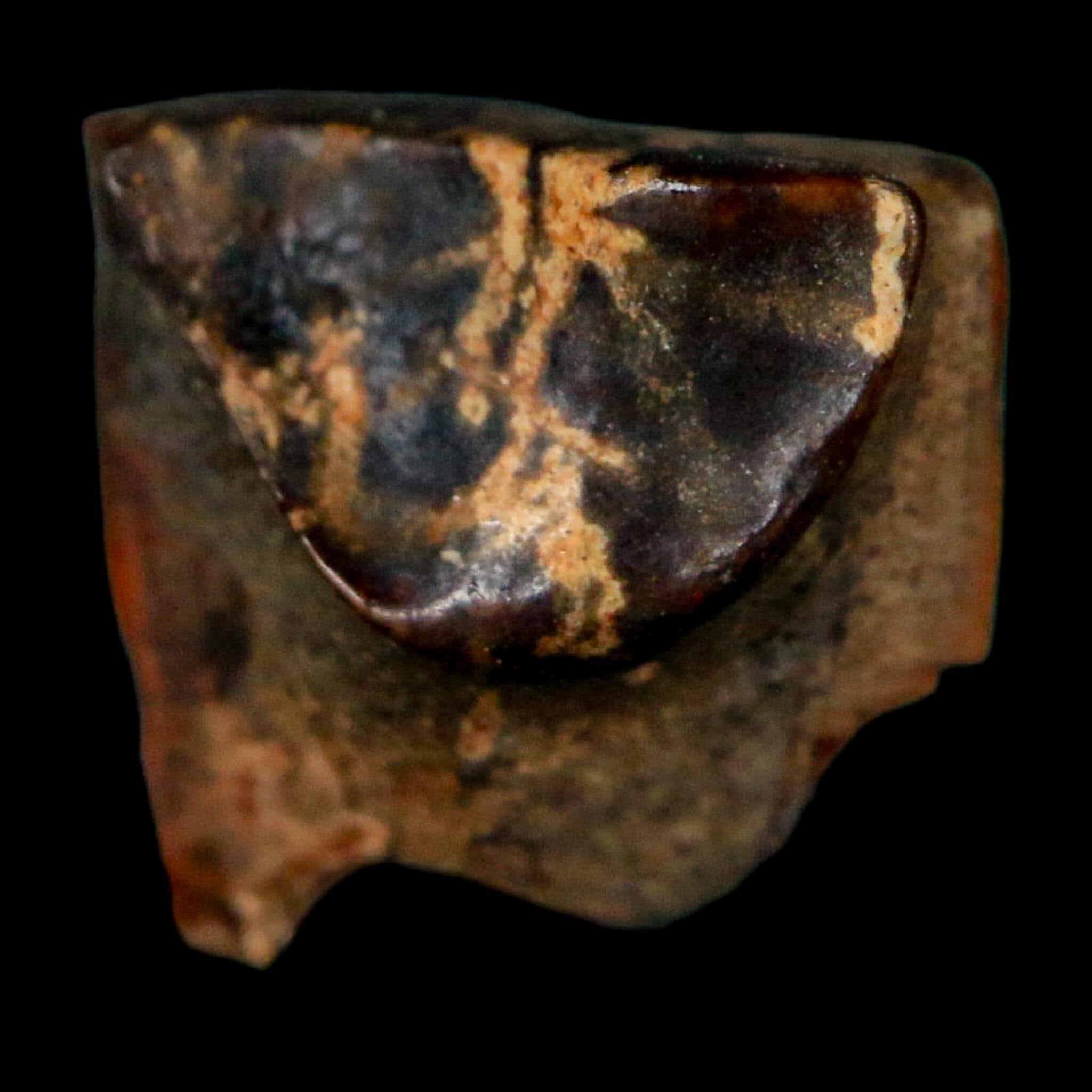 0.4" Triceratops Fossil Tooth Lance Creek FM Cretaceous Dinosaur WY COA Display - Fossil Age Minerals