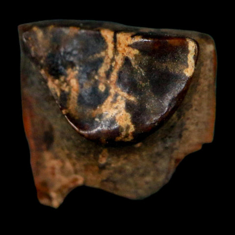 0.4" Triceratops Fossil Tooth Lance Creek FM Cretaceous Dinosaur WY COA Display