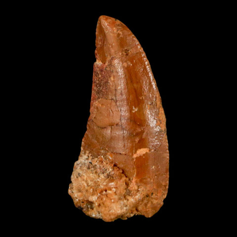0.7" Abelisaur Serrated Tooth Fossil Cretaceous Age Dinosaur Morocco COA, Display - Fossil Age Minerals