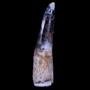 XL 3.2" Spinosaurus Fossil Tooth 100 Mil Yrs Old Cretaceous Dinosaur COA & Stand