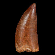 2.5" Carcharodontosaurus Fossil Tooth Cretaceous Theropod Dinosaur Display, COA