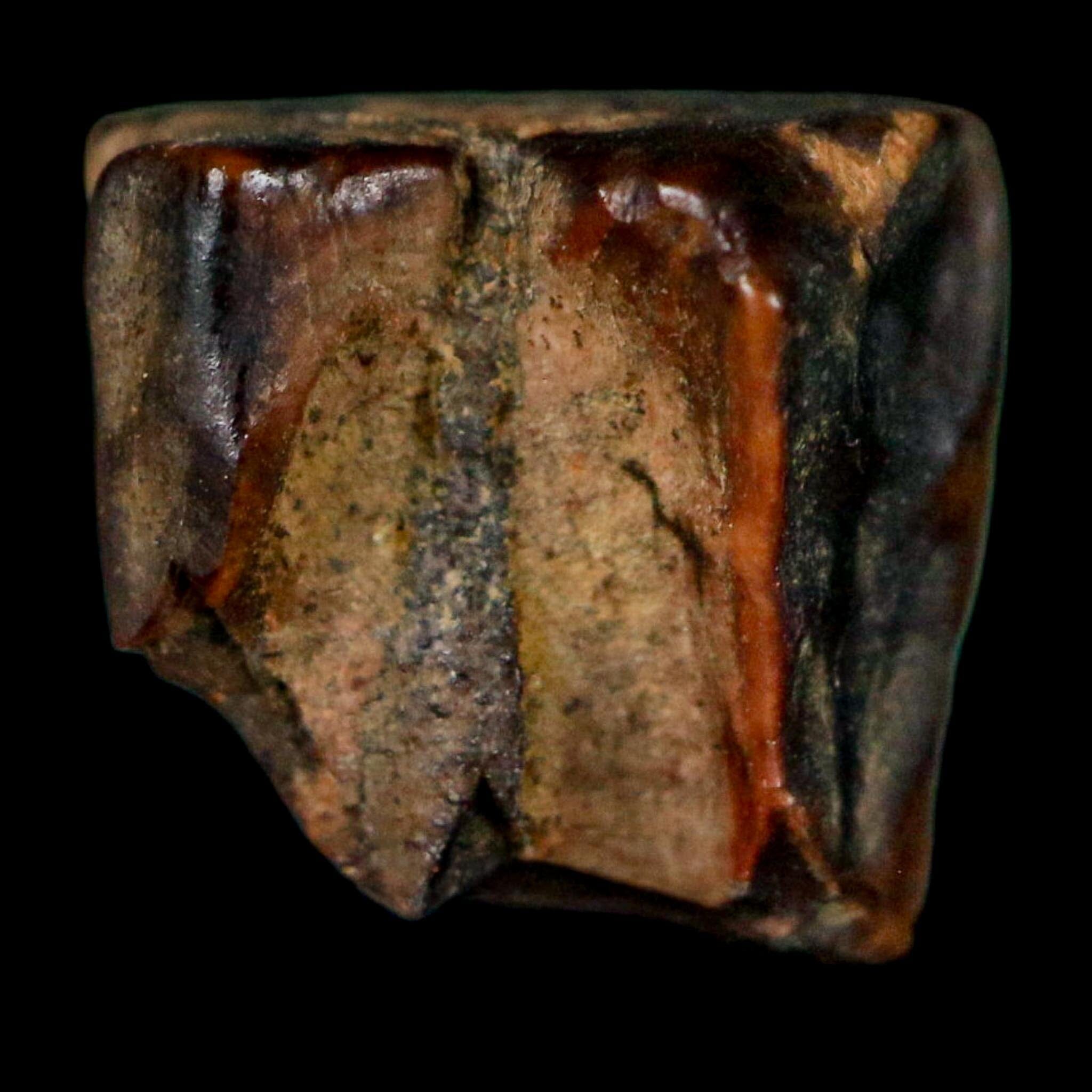 0.4" Triceratops Fossil Tooth Lance Creek FM Cretaceous Dinosaur WY COA Display - Fossil Age Minerals