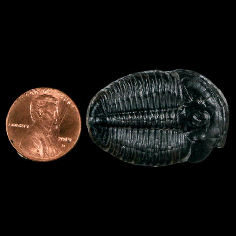 1.4" Elrathia Kingi Trilobite Fossil Utah Cambrian Age 521 Million Years Old COA - Fossil Age Minerals