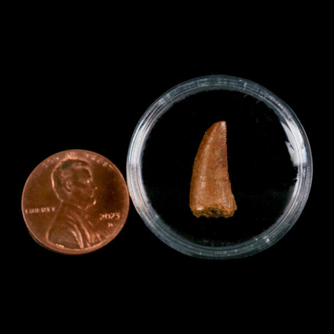 0.7" Abelisaur Serrated Tooth Fossil Cretaceous Age Dinosaur Morocco COA, Display - Fossil Age Minerals