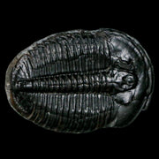 1.4" Elrathia Kingi Trilobite Fossil Utah Cambrian Age 521 Million Years Old COA