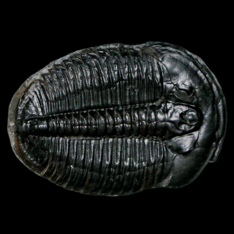1.4" Elrathia Kingi Trilobite Fossil Utah Cambrian Age 521 Million Years Old COA - Fossil Age Minerals