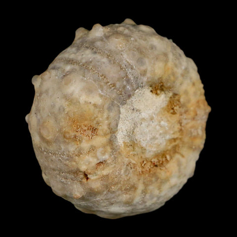 37MM Detailed Fossil Goniopygus Sp Sea Urchin Echinoid Cretaceous Morocco - Fossil Age Minerals