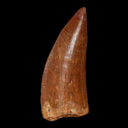 2.5" Carcharodontosaurus Fossil Tooth Cretaceous Theropod Dinosaur Display, COA