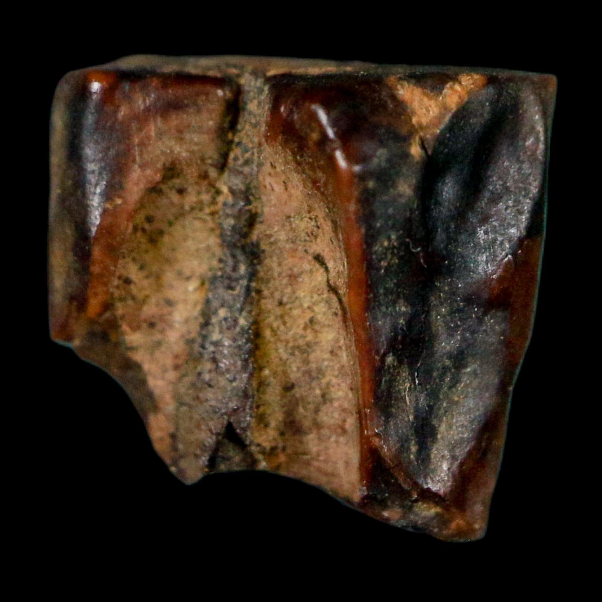 0.4" Triceratops Fossil Tooth Lance Creek FM Cretaceous Dinosaur WY COA Display - Fossil Age Minerals