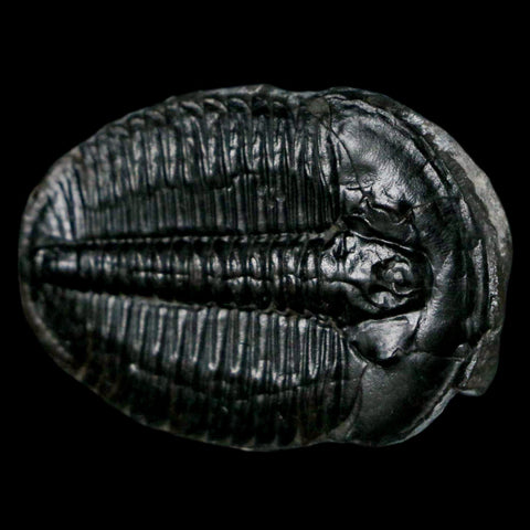 1.4" Elrathia Kingi Trilobite Fossil Utah Cambrian Age 521 Million Years Old COA - Fossil Age Minerals