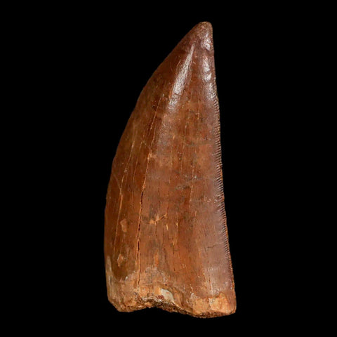 2.5" Carcharodontosaurus Fossil Tooth Cretaceous Theropod Dinosaur Display, COA - Fossil Age Minerals