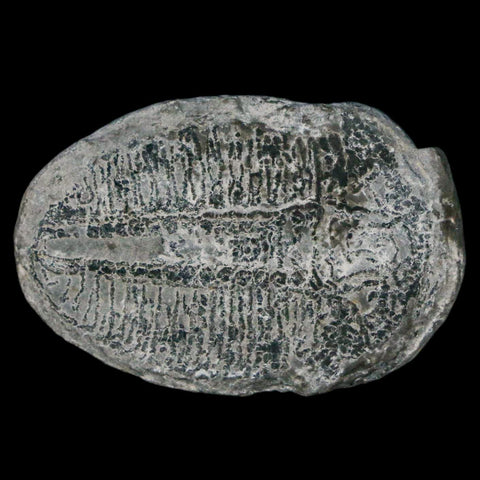1.4" Elrathia Kingi Trilobite Fossil Utah Cambrian Age 521 Million Years Old COA - Fossil Age Minerals