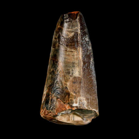 1.8" Sarcosuchus Imperator Crocodile Fossil Tooth Elrhaz FM Cretaceous Niger COA