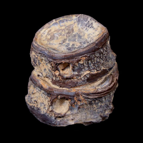 1.3" Xiphactinus Audax Fossil Vertebrae Cretaceous Era Fish Niobrara FM Kansas - Fossil Age Minerals